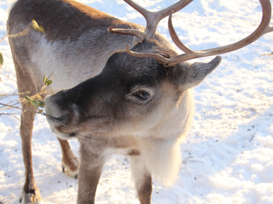 Rendier in Finland