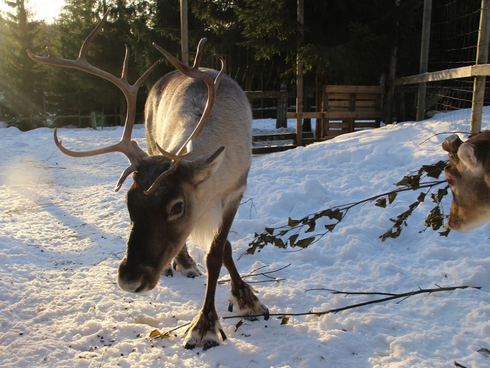 Rendier in Finland