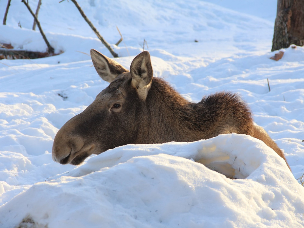 Eland in Finland