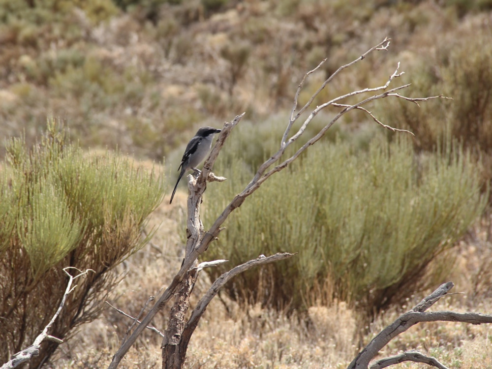 Vogels in Tenerife