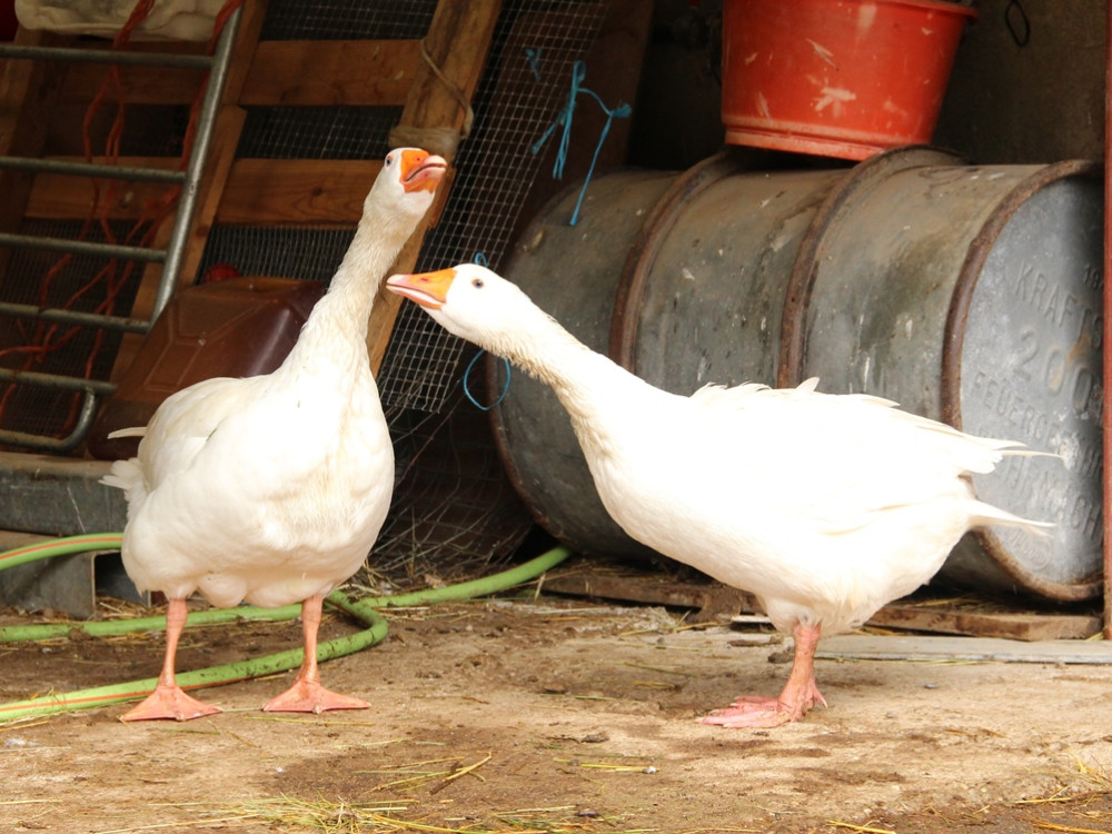 Ganzen op de Ferme Auberge