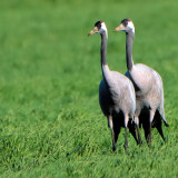 Afbeelding voor Kraanvogels