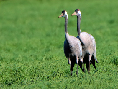 Afbeelding bij Kraanvogels
