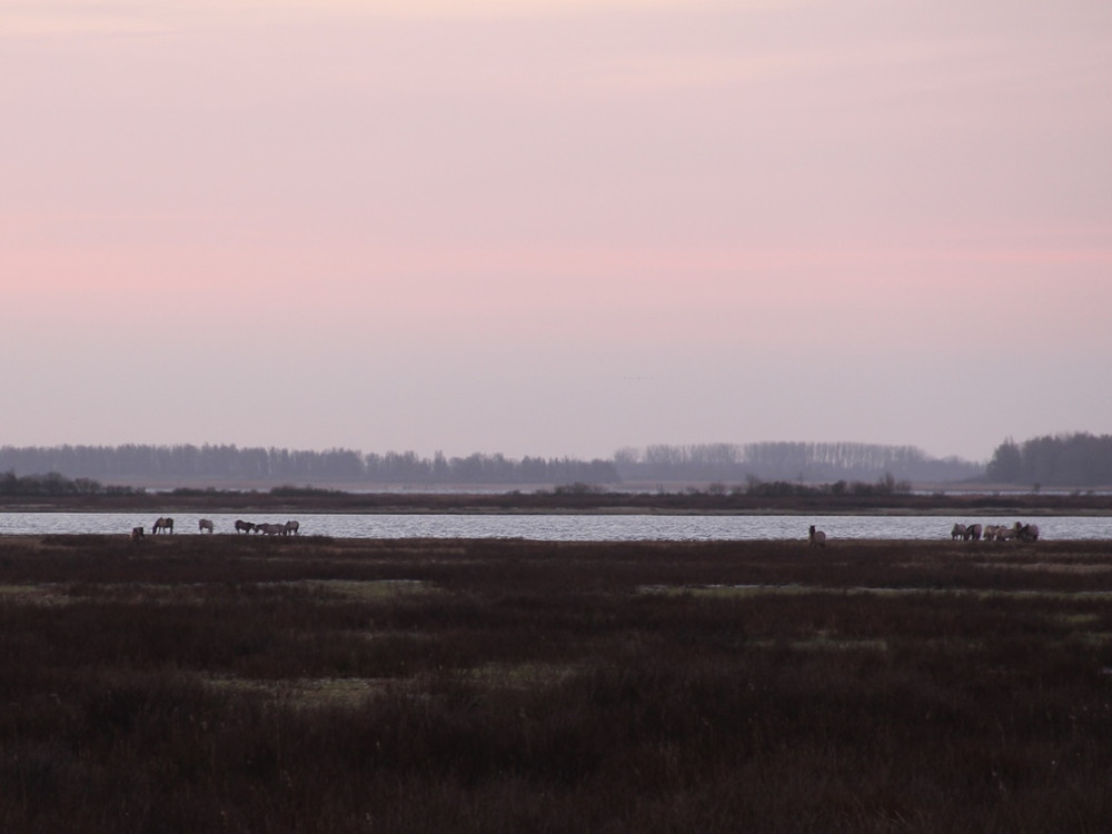 Lauwersmeer konikpaarden