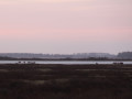 Lauwersmeer konikpaarden