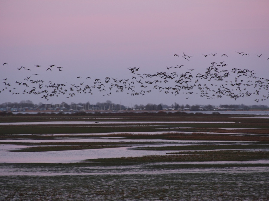 Ganzen boven het Lauwersmeer