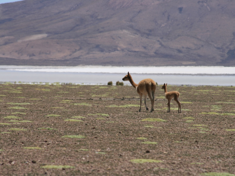 Vicuña met jong