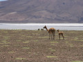 Vicuña met jong