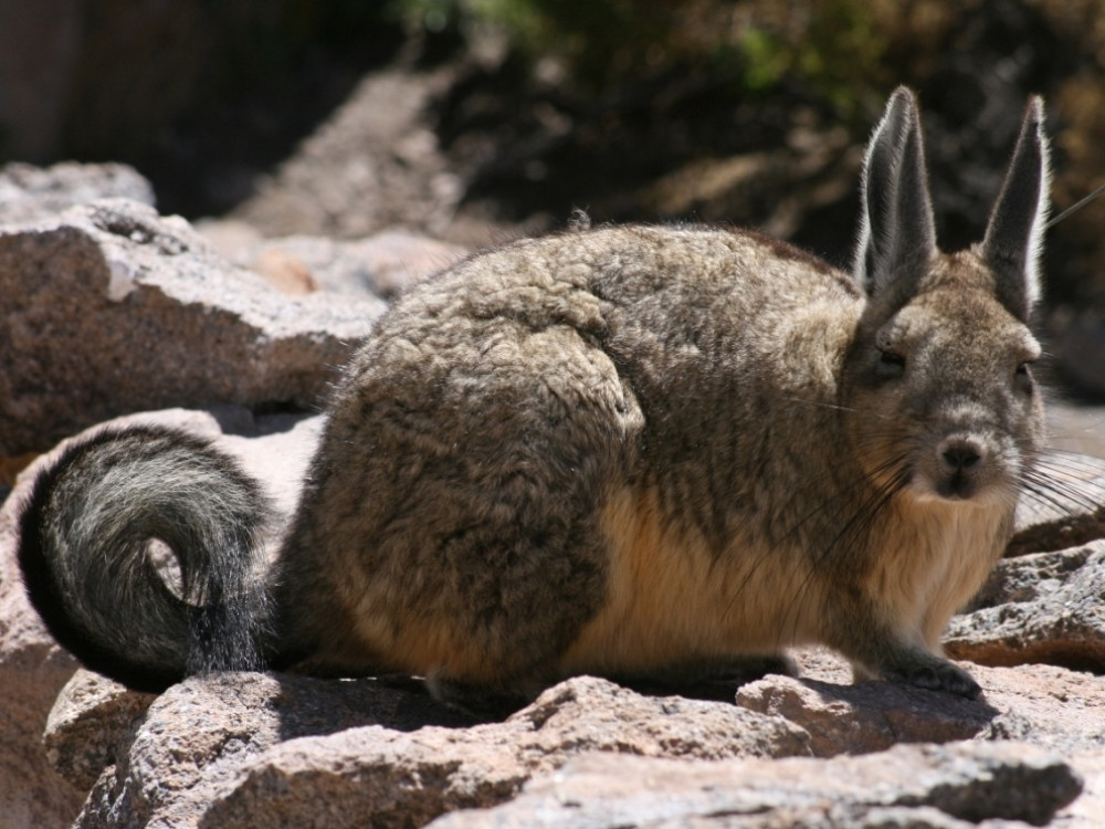 Vizcacha