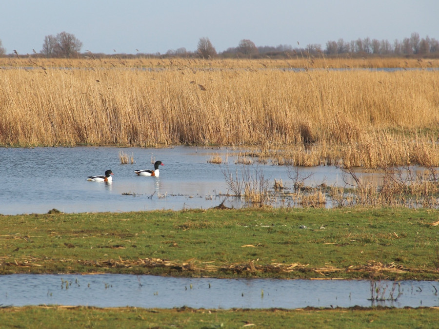 Lauwersmeer