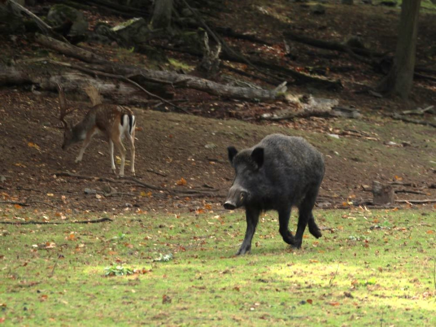 Dieren Zuid-Zweden