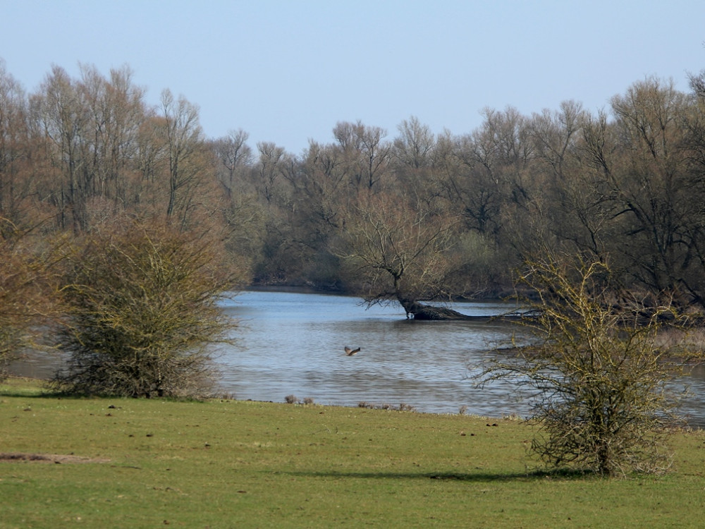 Uiterwaarden IJssel