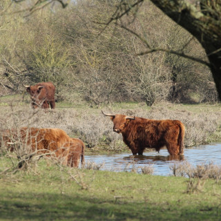 Afbeelding voor Overijssel