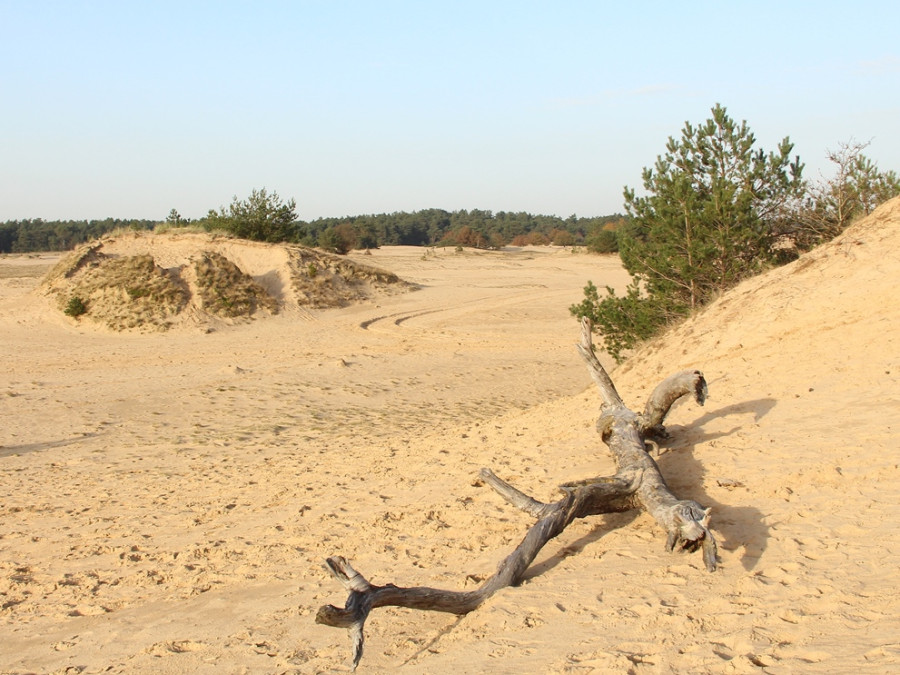 Natuur bij Kootwijk