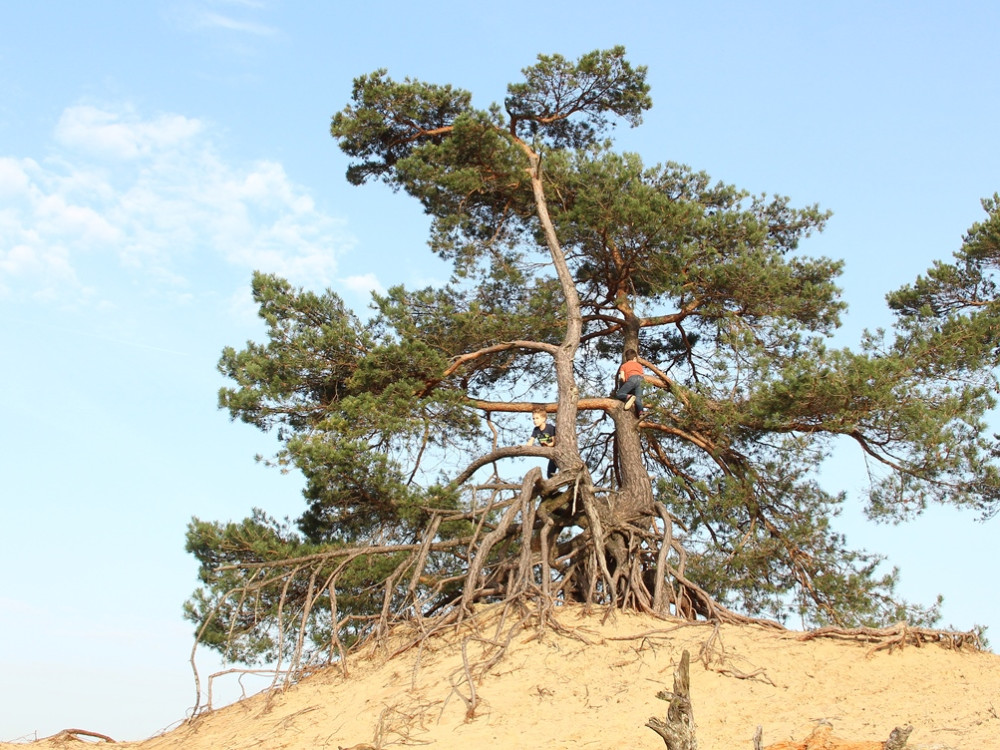 Kids in de bomen