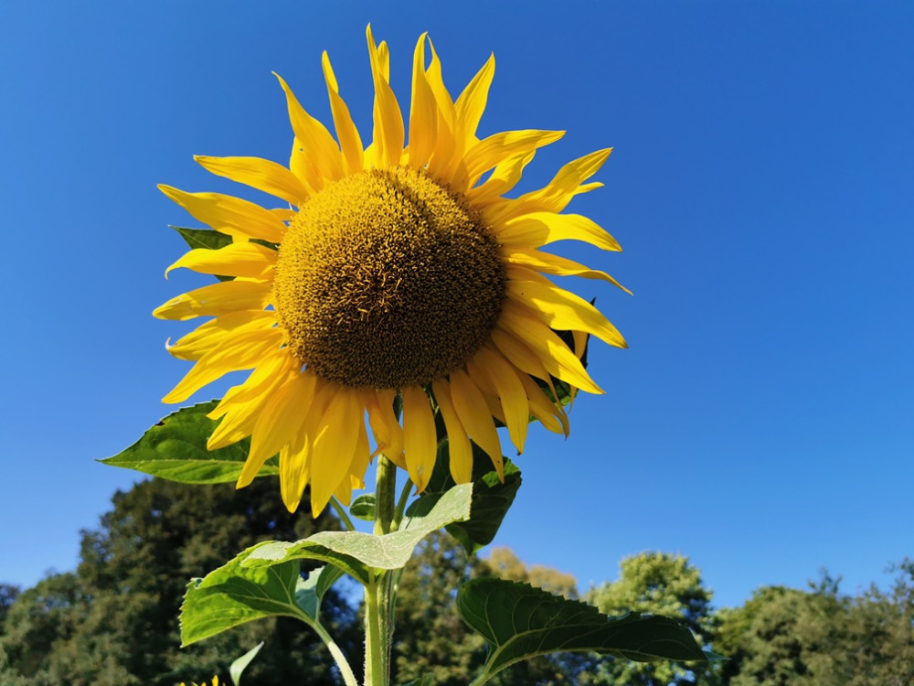 Zomer in de Eifel