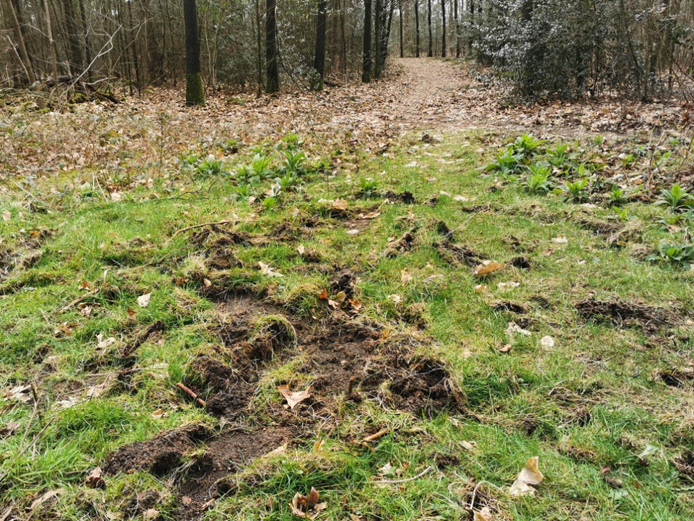 Sporen van everzwijnen in Luntersche Buurtbos