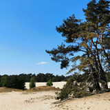 Afbeelding voor Zandverstuivingen in Nederland