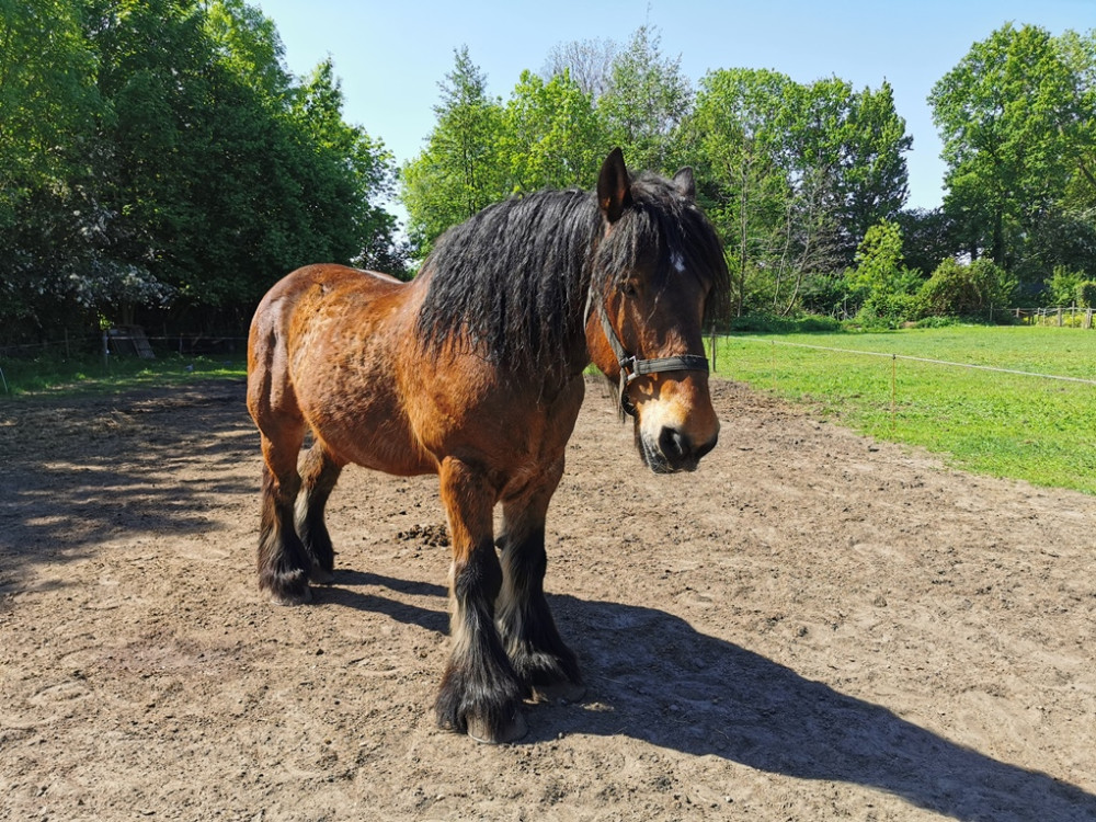 Boerenknol