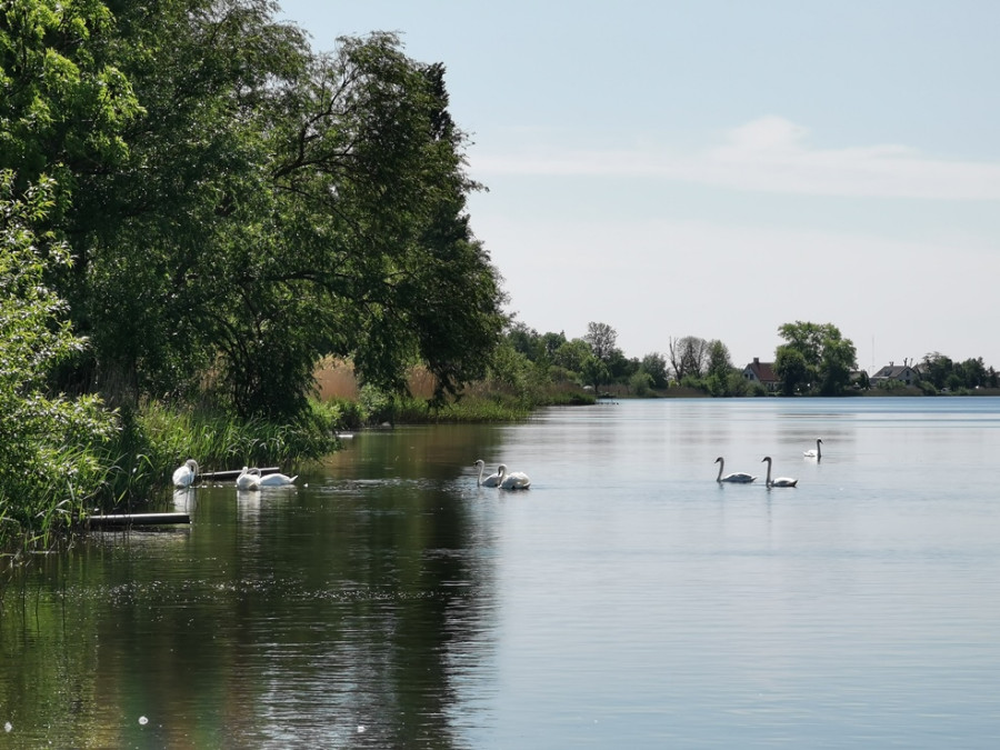 Zwanen op het water