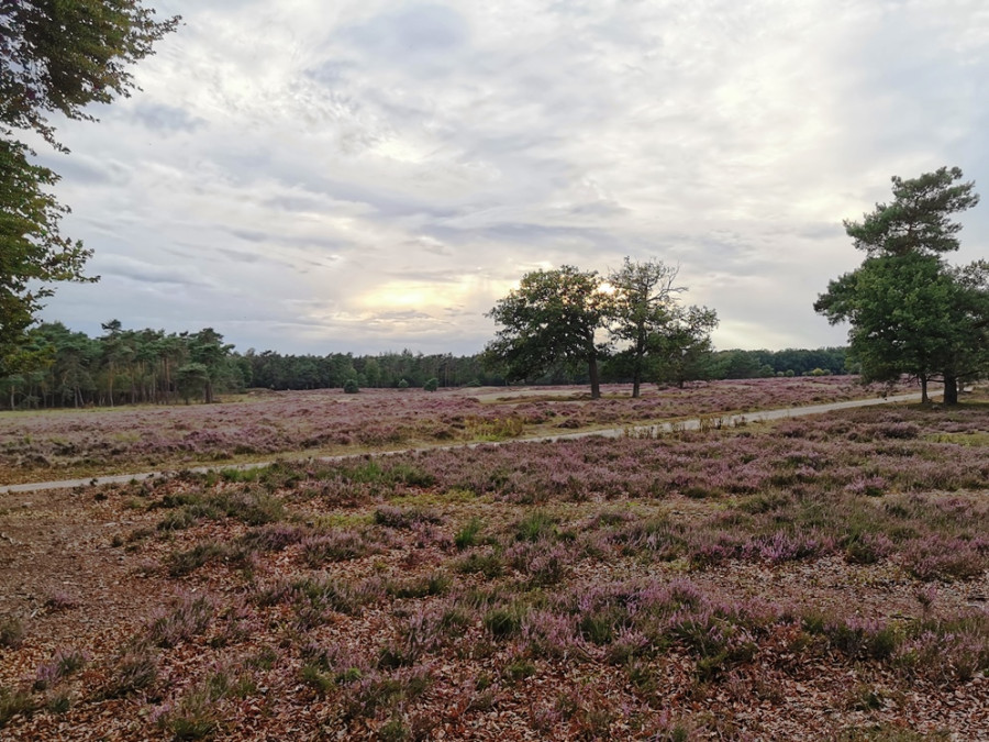 Heide Planken Wambuis