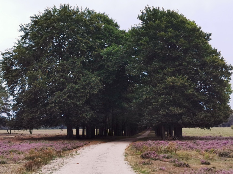 Beuken Planken Wambuis