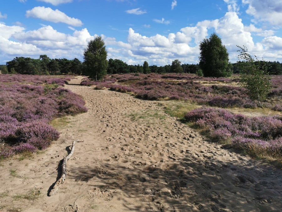 Wekeromse Zand heide