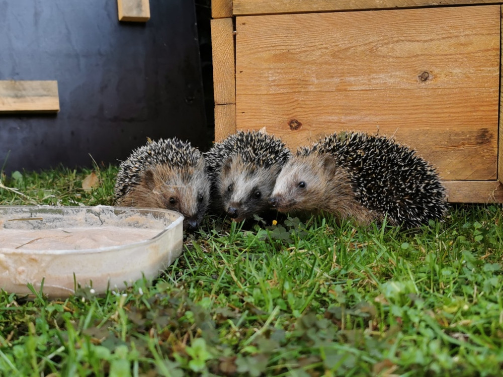 Egels in de tuin