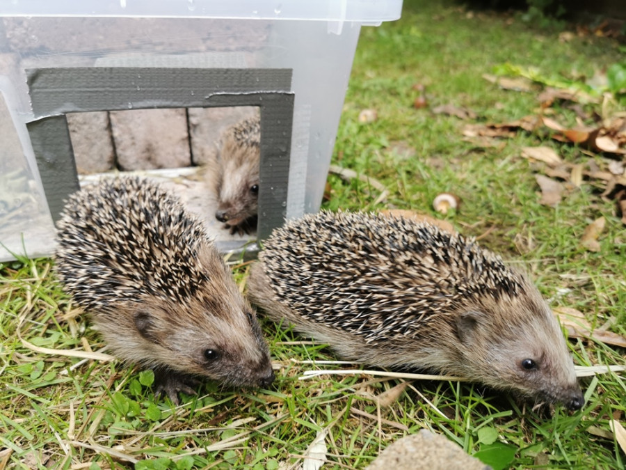 egeltjes in de tuin