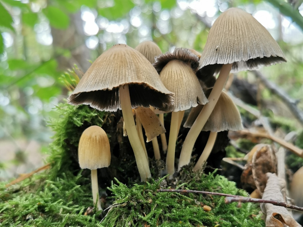 Paddenstoelen in de herfst