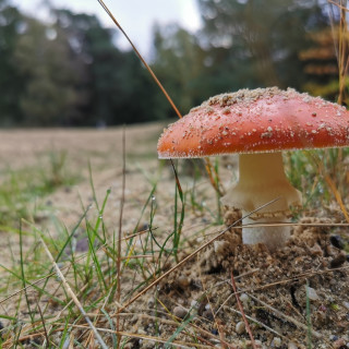 Afbeelding voor Herfst in Nederland