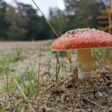 Afbeelding voor Herfst in Nederland