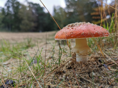 Afbeelding bij Herfst in Nederland