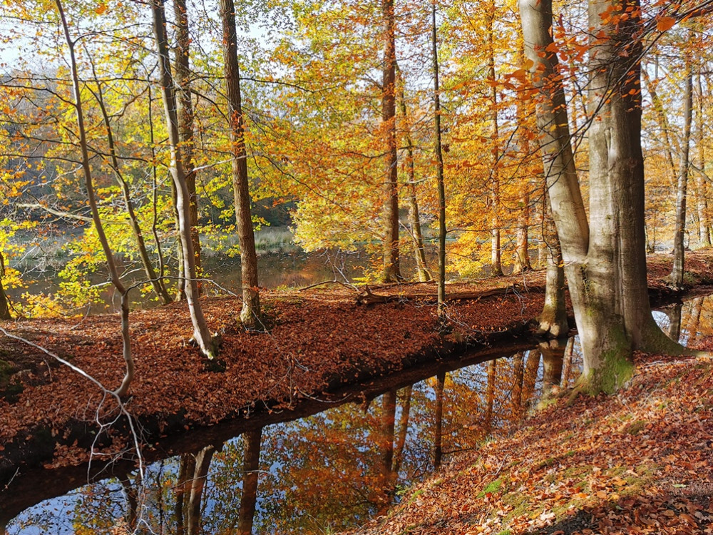 Natuur op de Veluwe