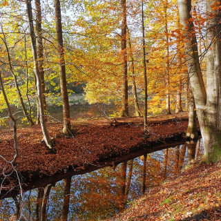 Afbeelding voor Bossen in Nederland