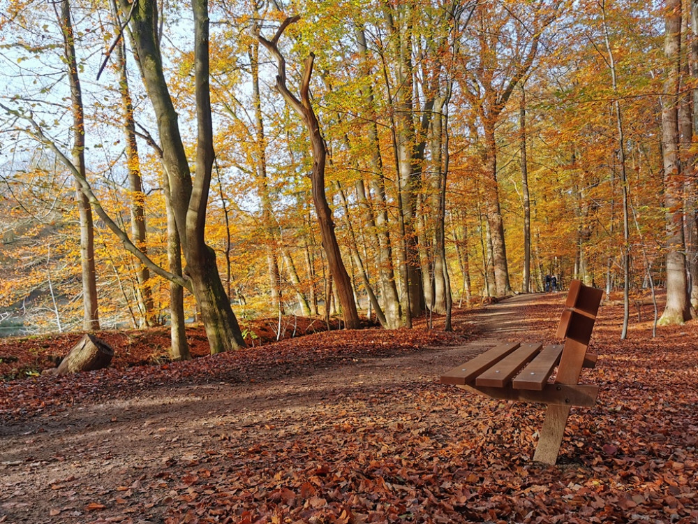 Leuvenumse Bossen