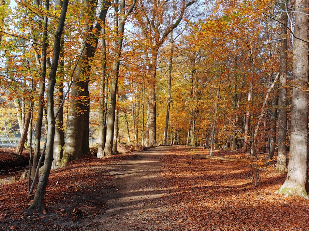 Veluwe natuur