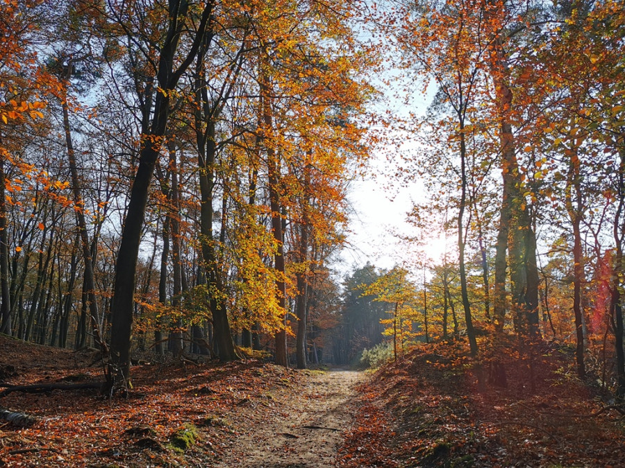 Herfst op de Veluwe