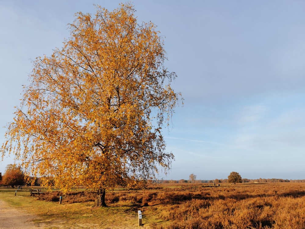 Ermelosche Heide