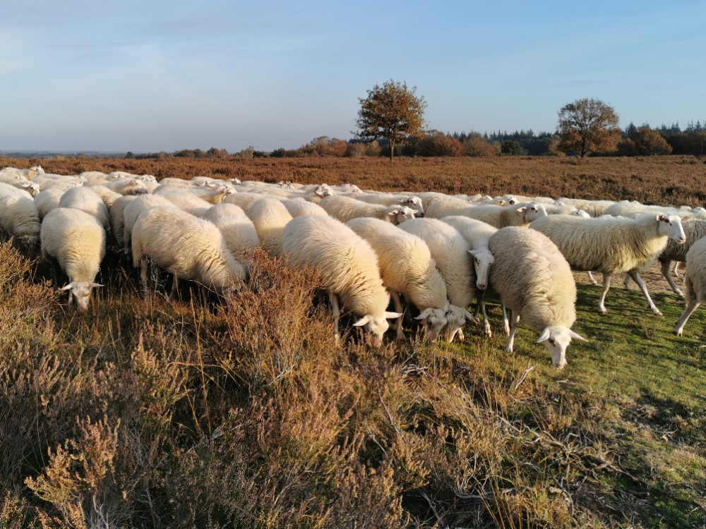 Veluwe