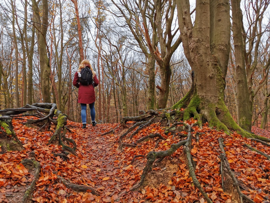 Speulderbos op de Veluwe