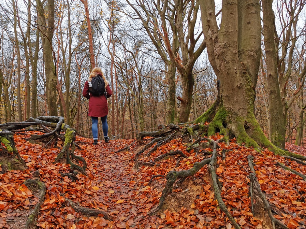 Wandelen Speulderbos