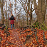 Afbeelding voor Speulderbos