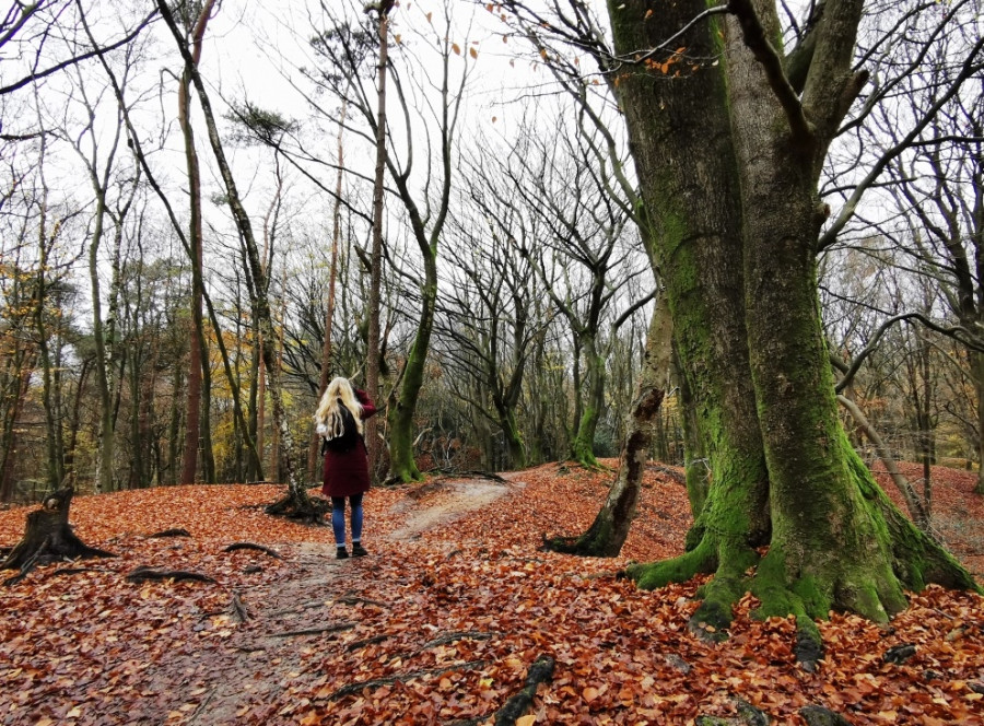 Wandelen Speulderbos