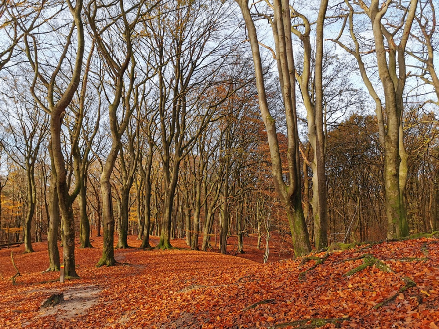 Bossen bij Ermelo