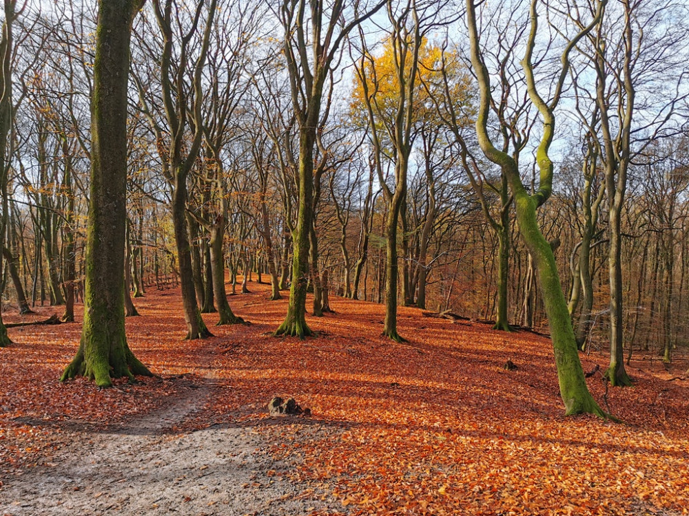 Dansende bomen