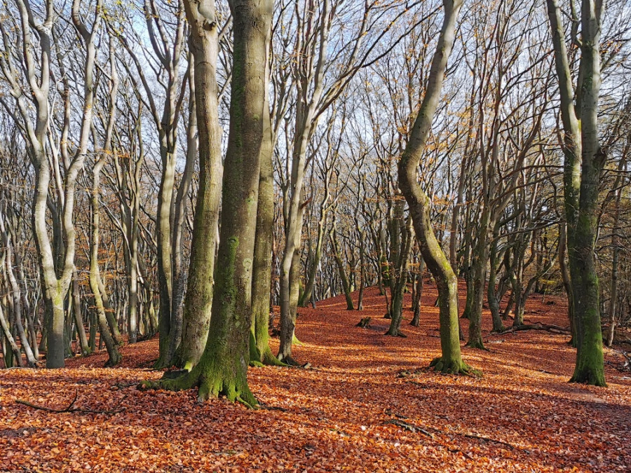 Dancing trees