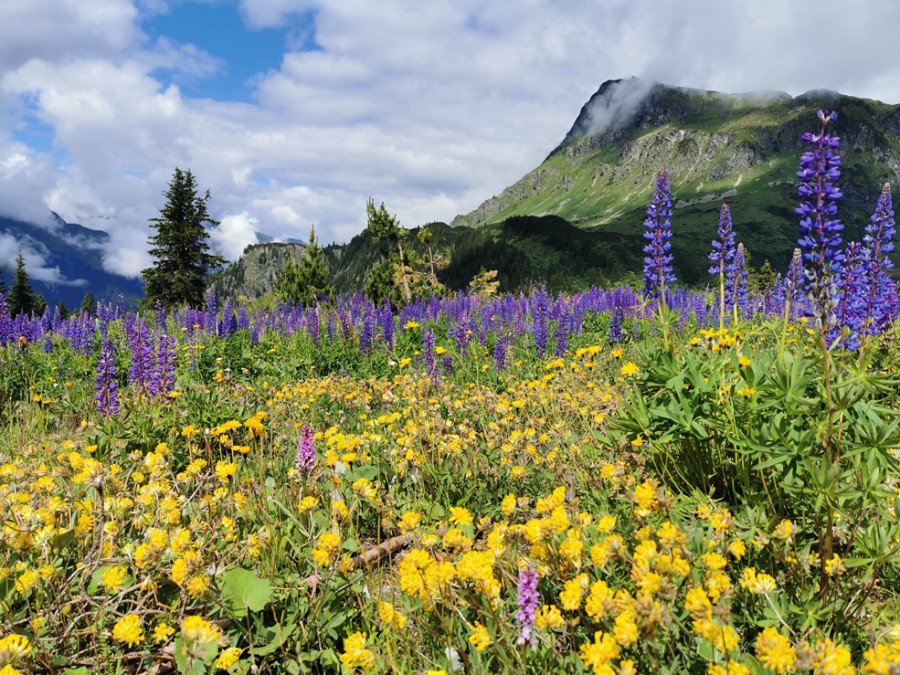 Bloemen Kops Stausee