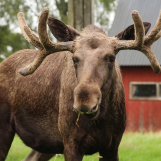 Afbeelding voor Småland