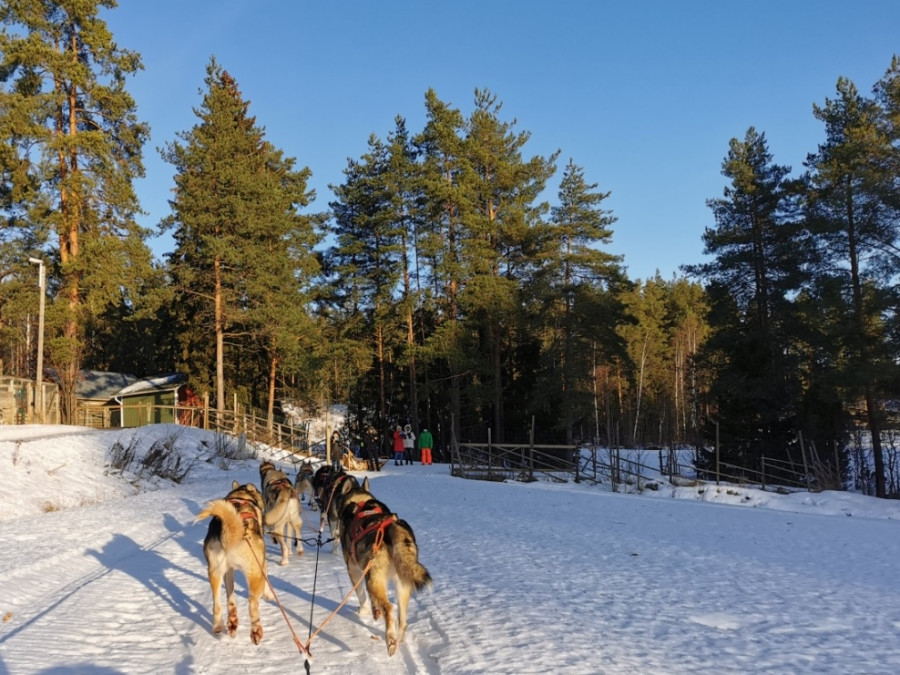 Huskytocht centraal Finland